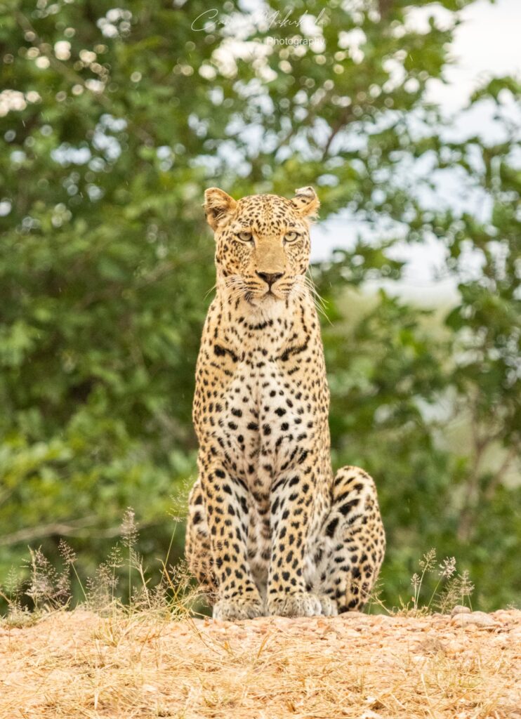 Pumba Tours & Safaris Leopard Walking